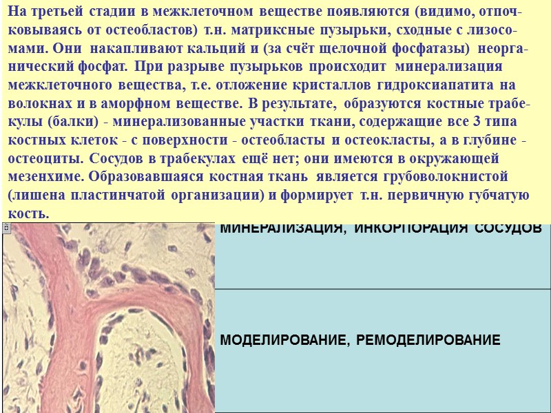 На третьей стадии в межклеточном веществе появляются (видимо, отпоч-ковываясь от остеобластов) т.н. матриксные пузырьки,